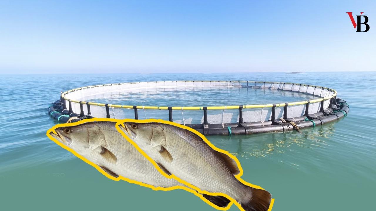Coral fish