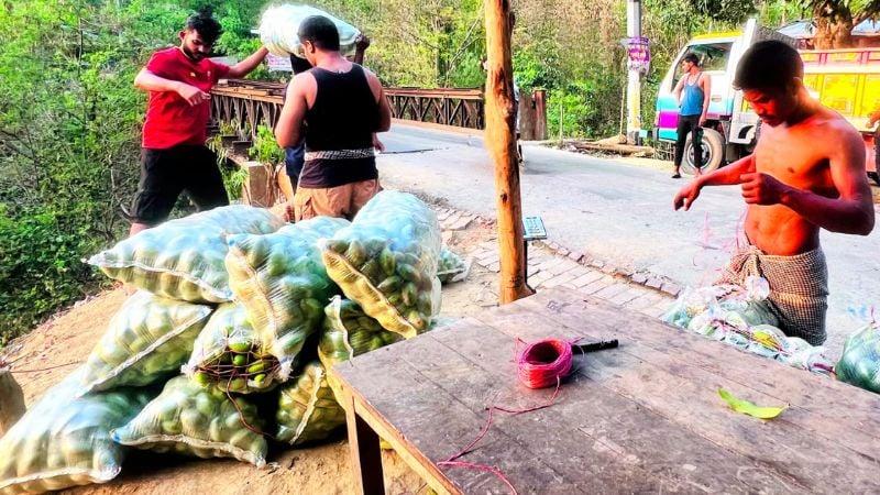 Bandarban growers selling off green mangoes