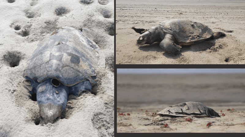 Over 100 turtles die during nesting season on Cox’s Bazar coast