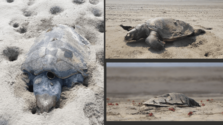 Over 100 turtles die during nesting season on Cox’s Bazar coast