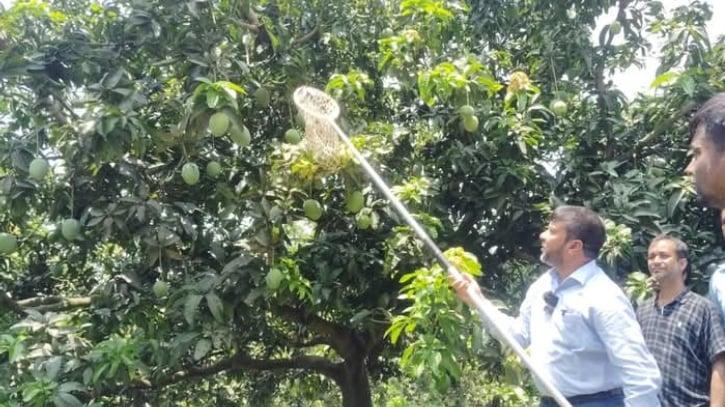 Satkhira mangoes hit markets from today